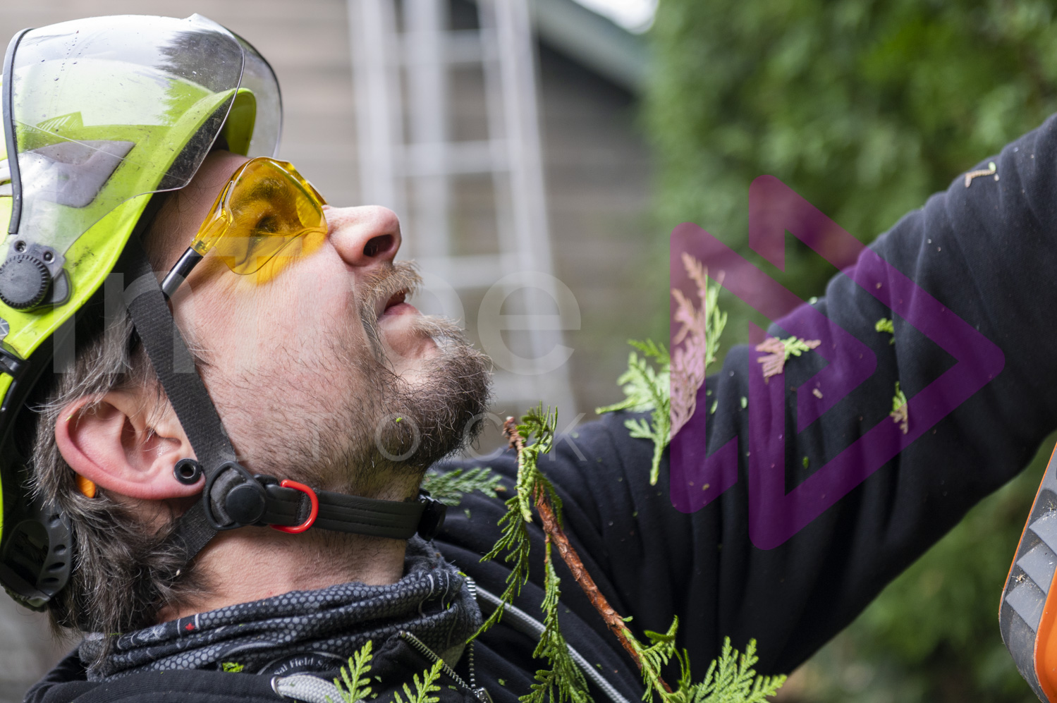 Man wearing safety glasses hedge cutting with screwed up face as cedar hedge bits fall down