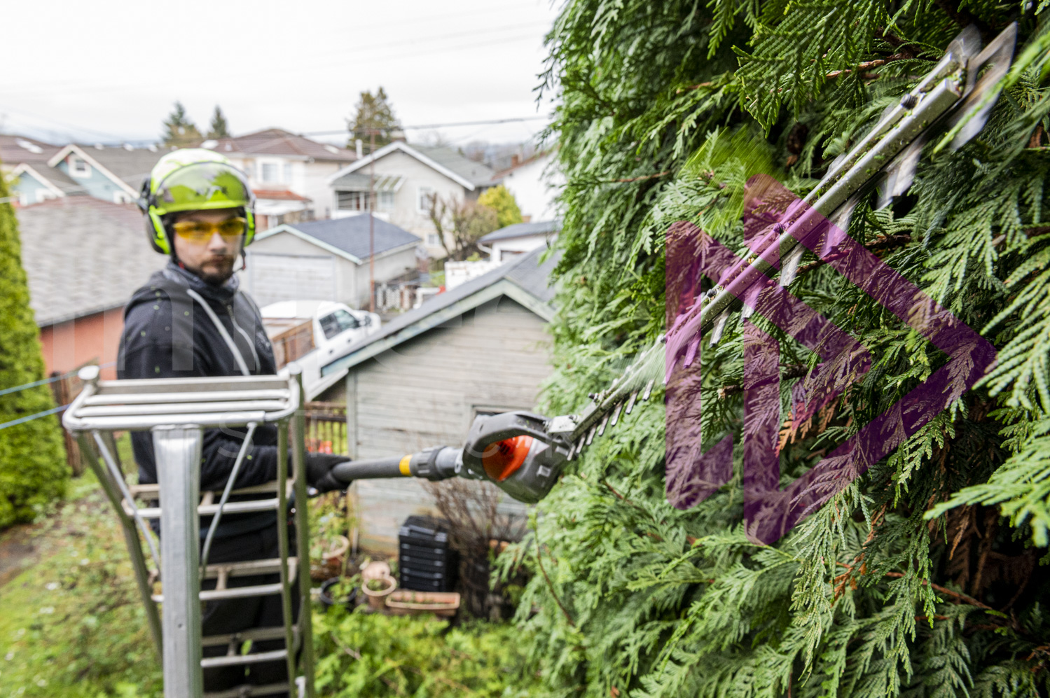 Man on ladder operating cutting hedge