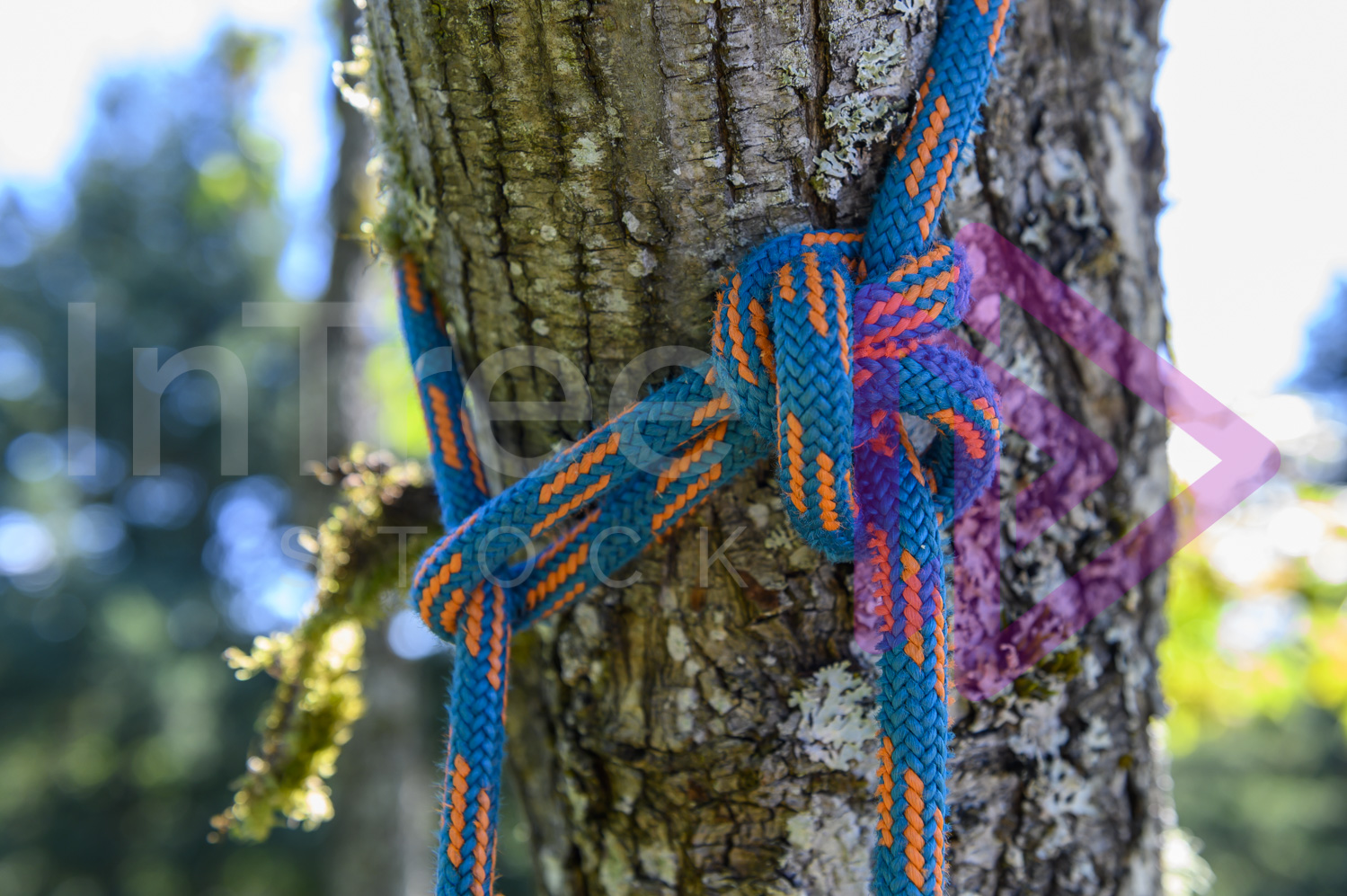 A blue and orange rope tied off to a branch with a running alpine butterfly as a canopy anchor