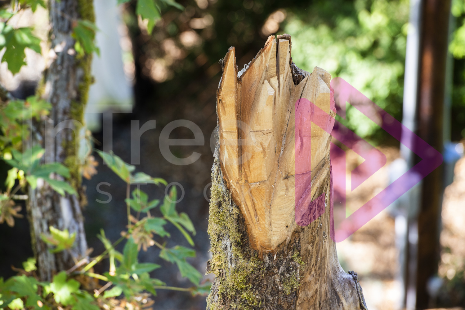 Chainsaw cuts made on a maple tree for wildlife