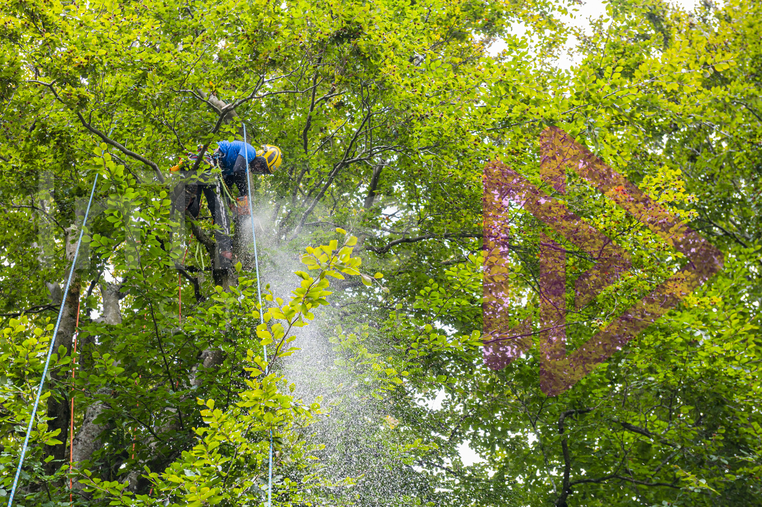 Climbing arborist operating chainsaw in a beech tree canopy