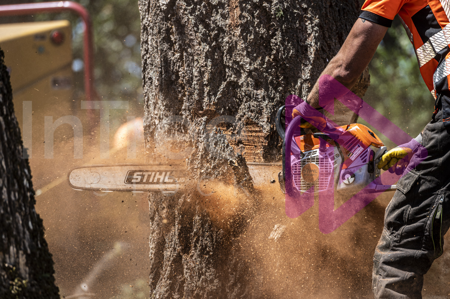 Chainsaw cutting through tree