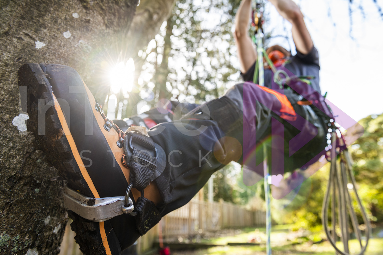 Arborist ascends with morning sun flare