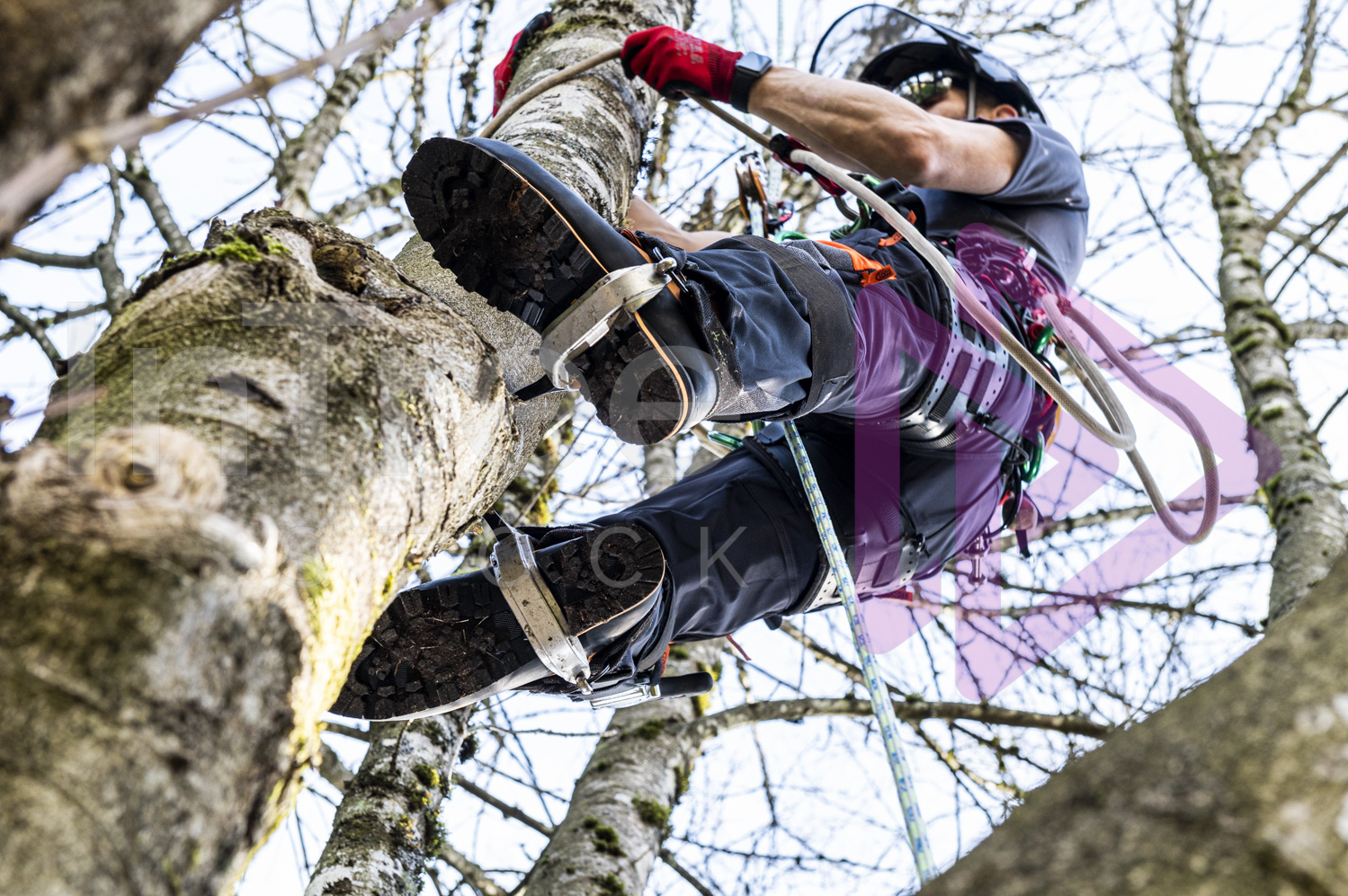 Climbing arborist on spurs in Winter broadleaf tree
