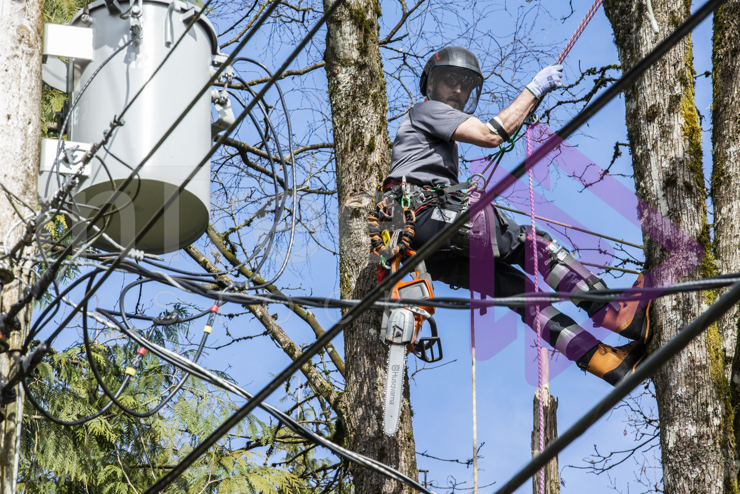 Male arborist working near power lines