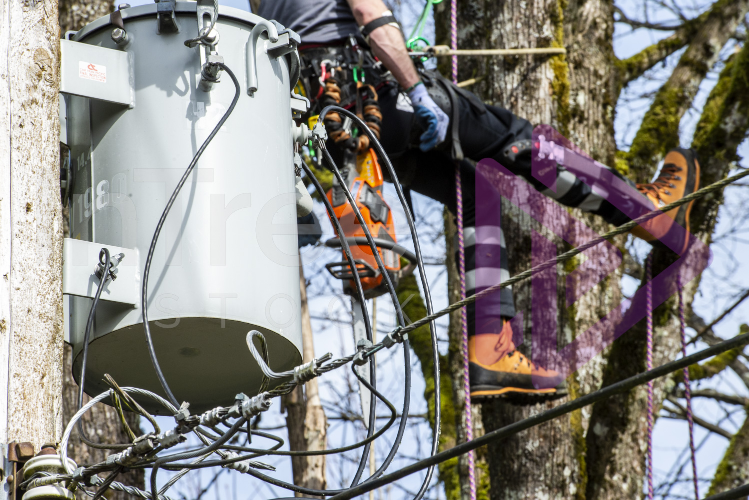 Power line transformer and arborist