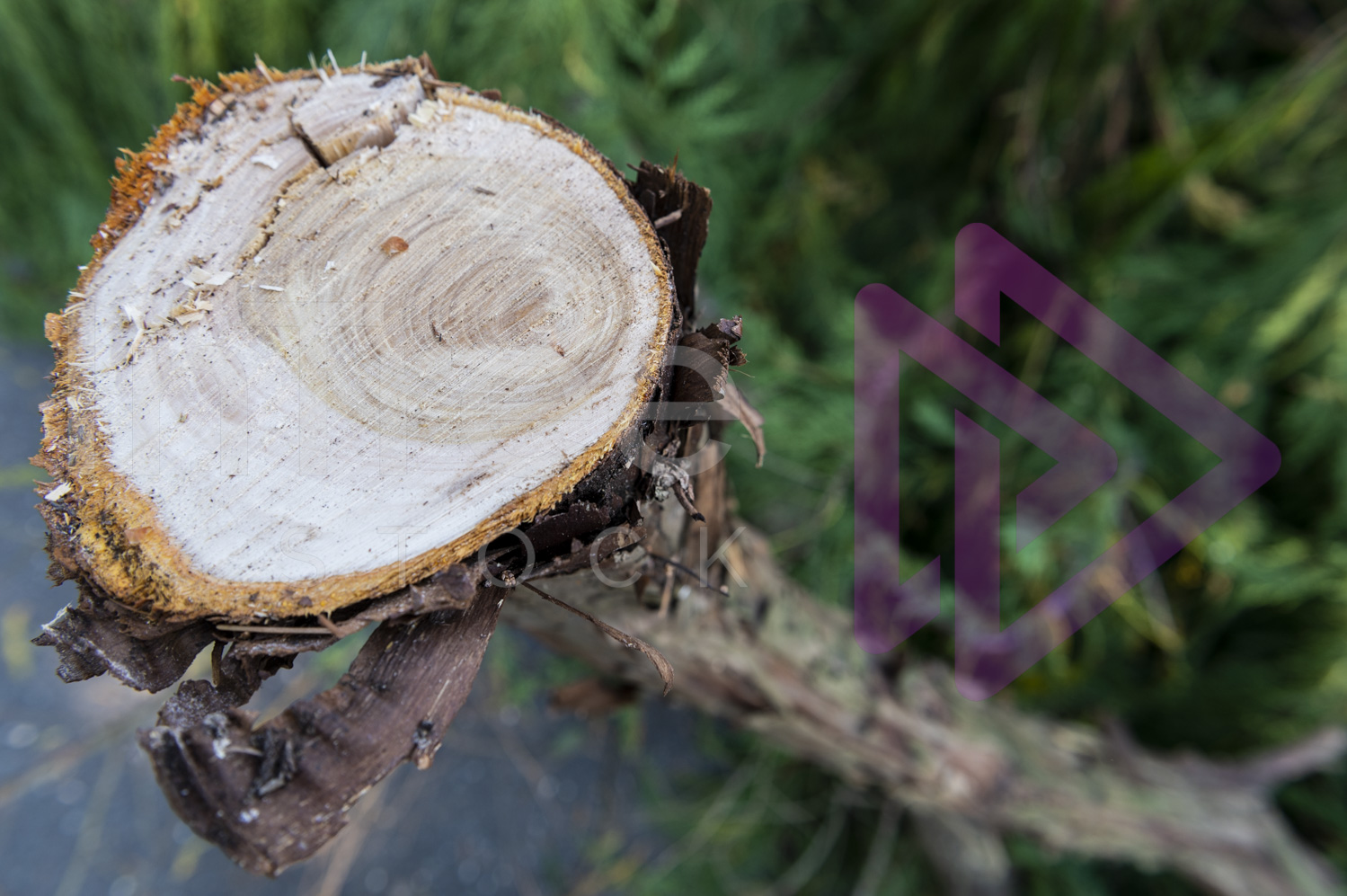 Reaction wood growth rings in branch