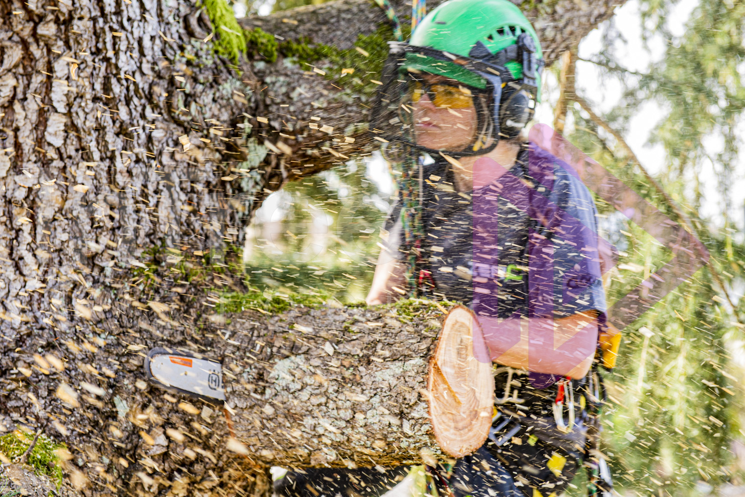 Sawdust spray with woman making chainsaw cut in branch