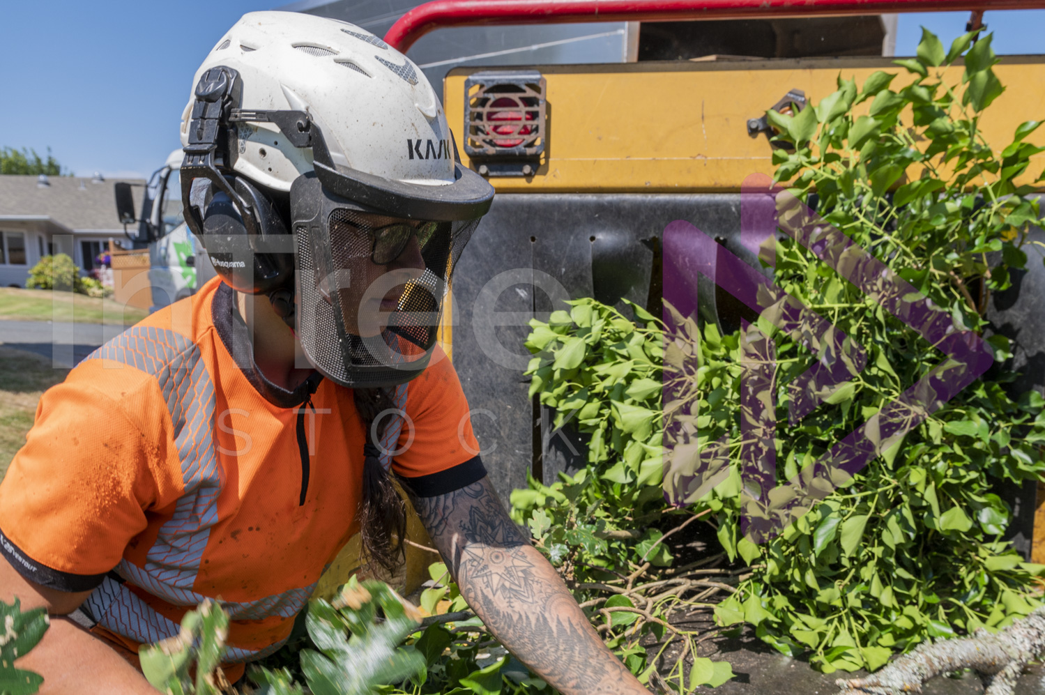 Woman feeding oak branch into chipper