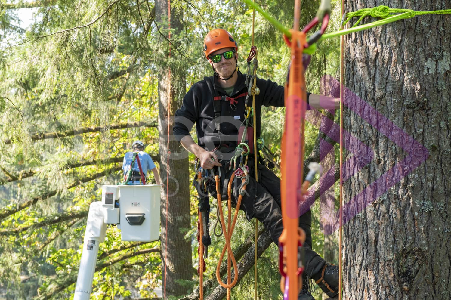 BCTCC_2022-Arborist-Stock-Photo-001-22-3811