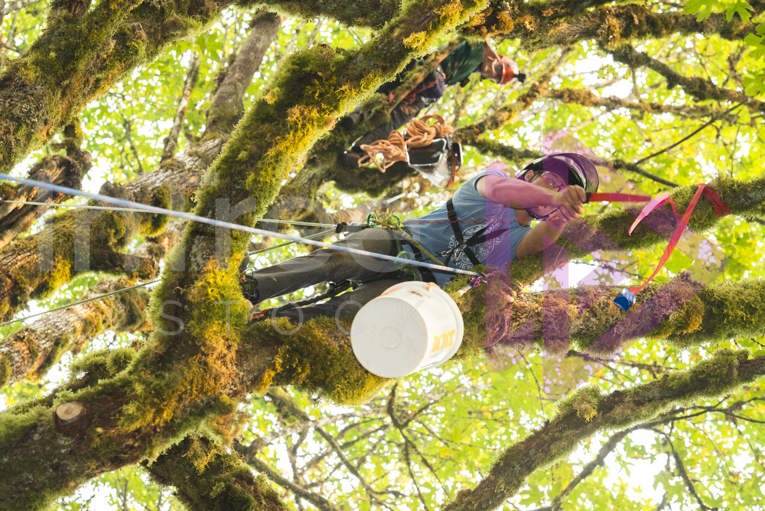 BCTCC_2022-Arborist-Stock-Photo-001-22-7089