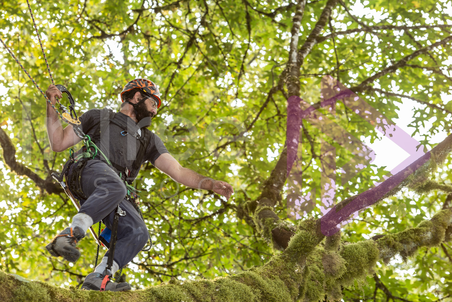 BCTCC_2022-Arborist-Stock-Photo-001-22-7258