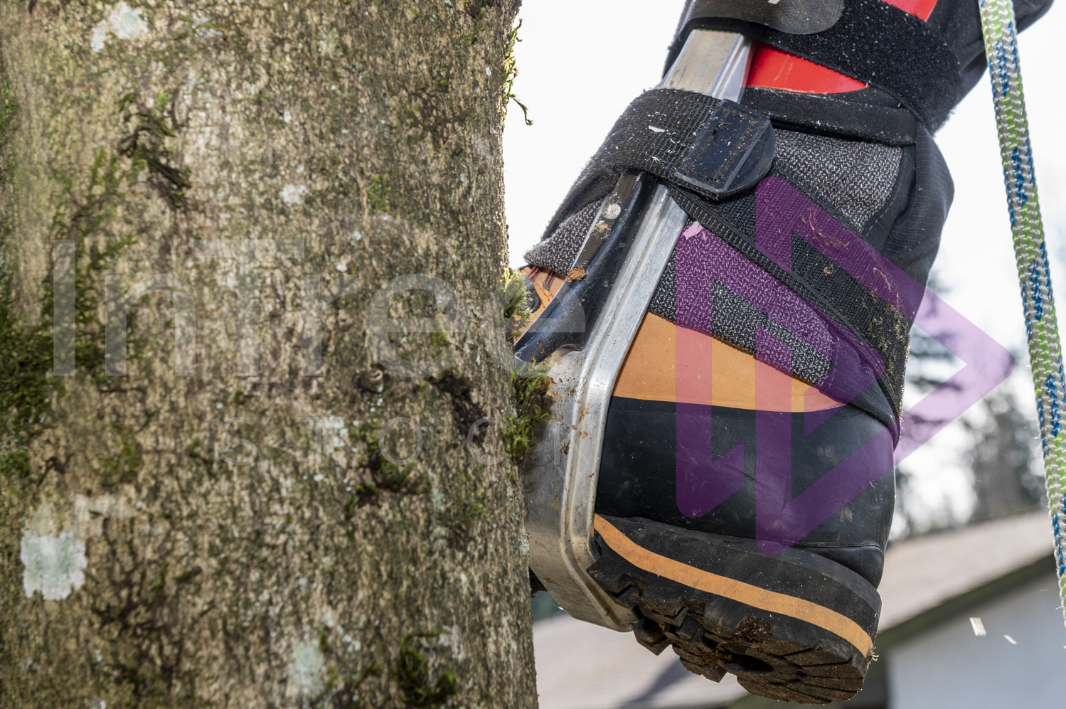 Climbing gaffs stuck in bark