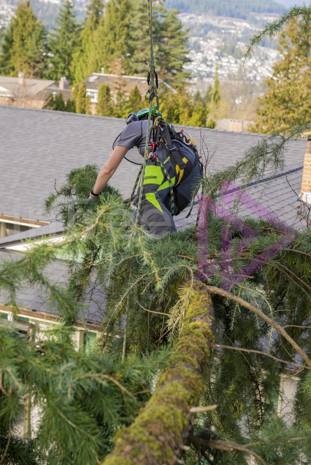 Female arborist climbing out on a tree limb