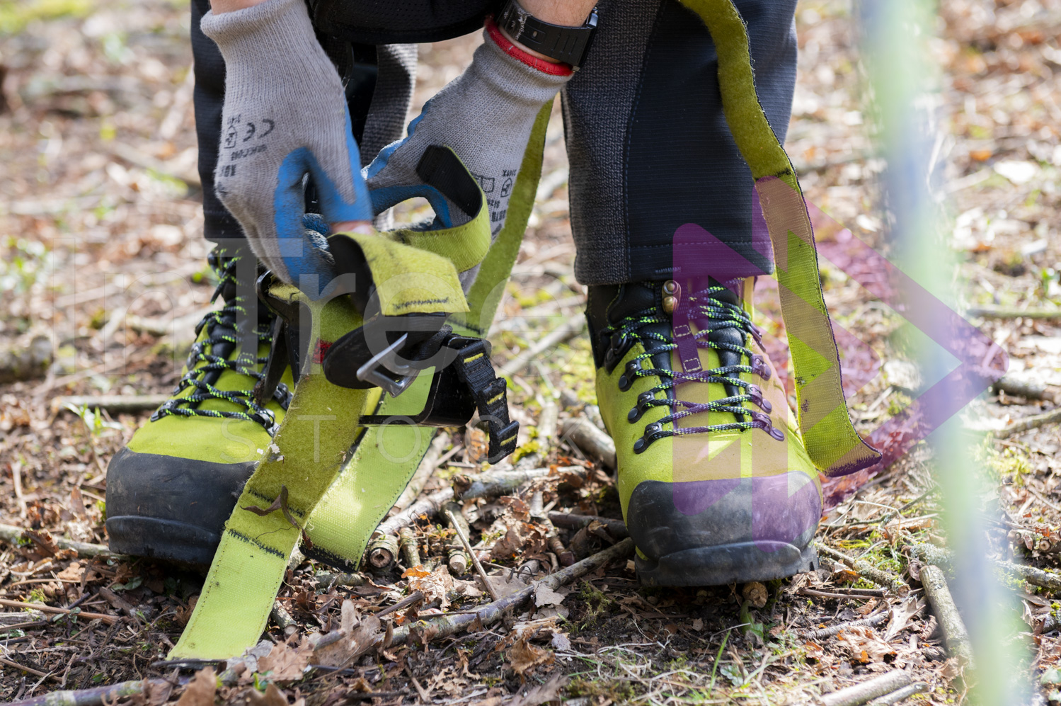 Hands of arborist putting spurs on to boots