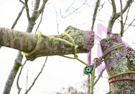 Action shot of rigging ash tree Action shot of rigging ash tree