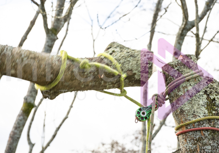 Action shot of rigging ash tree Action shot of rigging ash tree