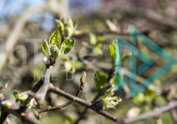 spring bud burst on an apple tree