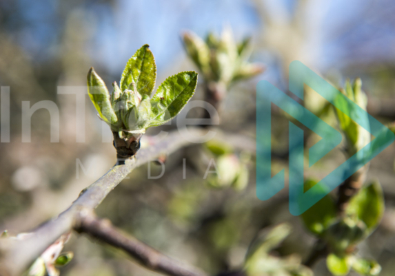 spring bud burst on an apple tree