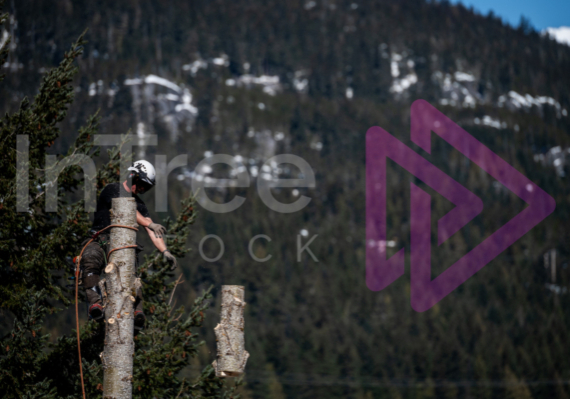 Arborist dropping log from tree top