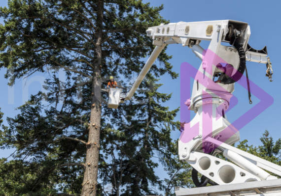 Bucket truck boom arm extended out to tree with arborist in bucket