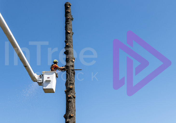 Arborist-in-bucket-removing-tree Man in bucket truck cutting big tree against blue sky