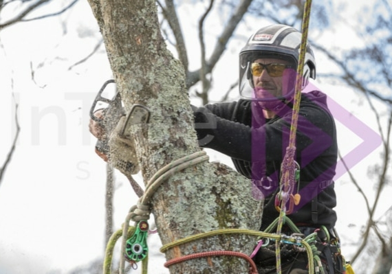 Arborist making face cut to rig tree top