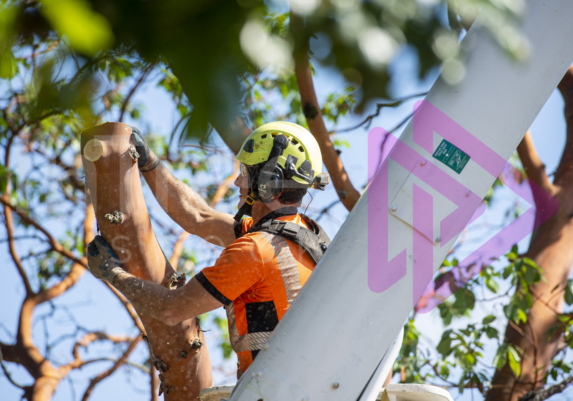 Arborist-making-snap-cut-from-bucket Man wearing helmet in a bucket truck removing an arbutus tree