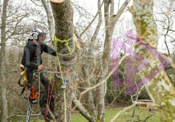 Arborist rigging log wood on ash tree removal