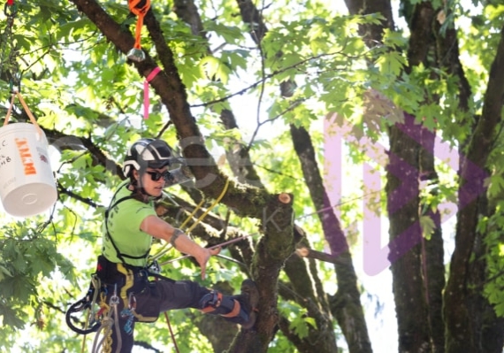 Arborist tree climbing competition BCTCC 2023 tree climbing competition