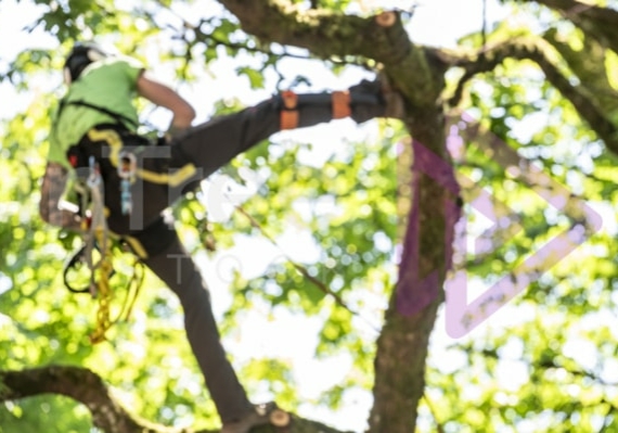 Arborist tree climbing competition