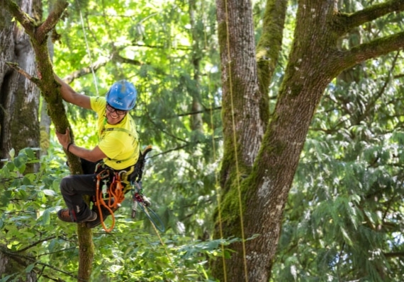 Arborist tree climbing competition BCTCC 2023 tree climbing competition