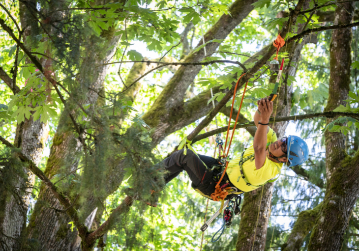 Arborist tree climbing competition BCTCC 2023 tree climbing competition