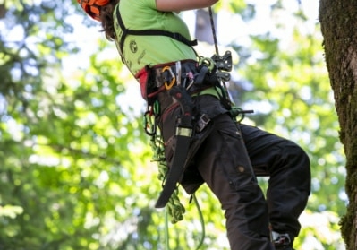 BCTCC 2023 tree climbing competition