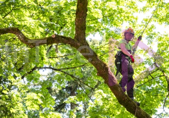 BCTCC 2023 tree climbing competition