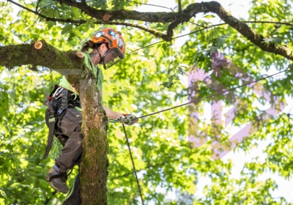 Arborist tree climbing competition BCTCC 2023 tree climbing competition