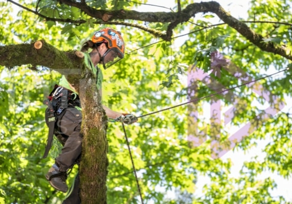 BCTCC 2023 tree climbing competition