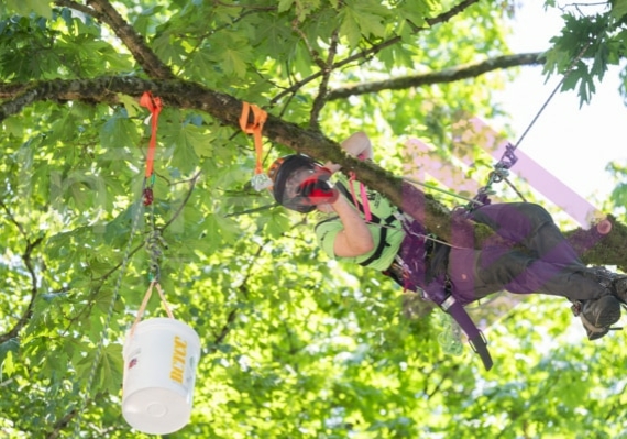 Arborist tree climbing competition BCTCC 2023 tree climbing competition