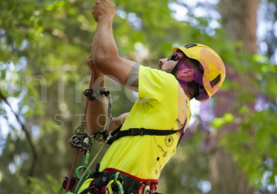 BCTCC 2023 tree climbing competition