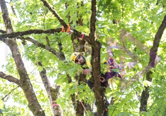 Arborist tree climbing competition BCTCC 2023 tree climbing competition