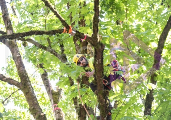 BCTCC 2023 tree climbing competition