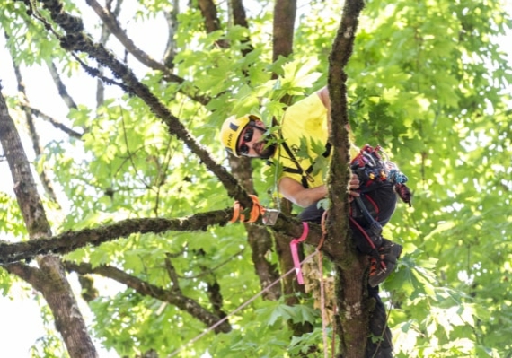 Arborist tree climbing competition BCTCC 2023 tree climbing competition