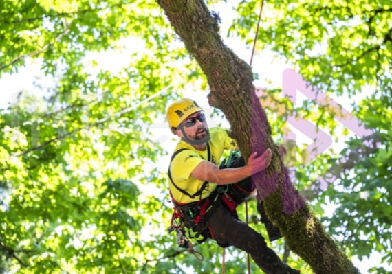 BCTCC 2023 tree climbing competition