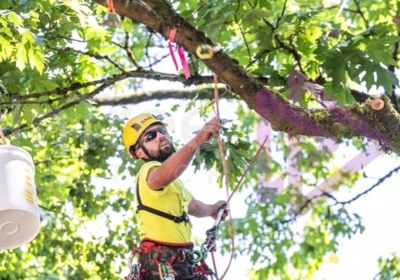 Arborist tree climbing competition BCTCC 2023 tree climbing competition