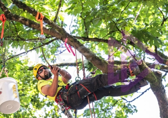 Arborist tree climbing competition BCTCC 2023 tree climbing competition