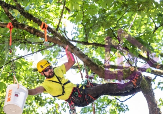 Arborist tree climbing competition BCTCC 2023 tree climbing competition