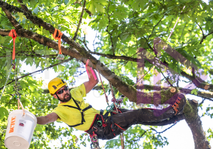 Arborist tree climbing competition BCTCC 2023 tree climbing competition