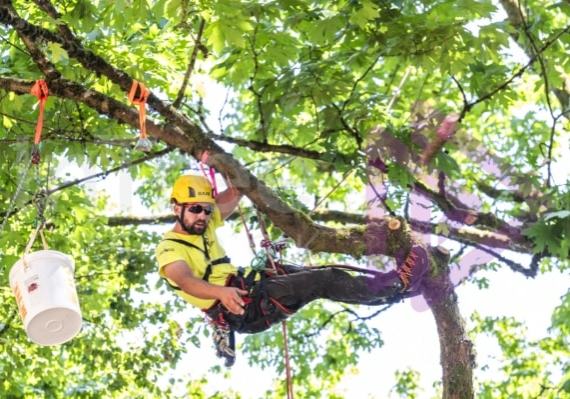 Arborist tree climbing competition BCTCC 2023 tree climbing competition