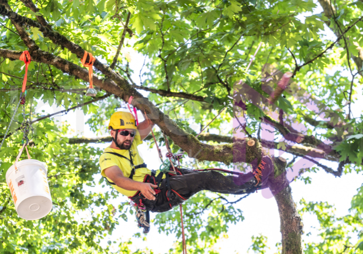 Arborist tree climbing competition BCTCC 2023 tree climbing competition