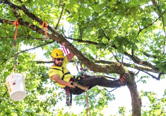 Arborist tree climbing competition BCTCC 2023 tree climbing competition